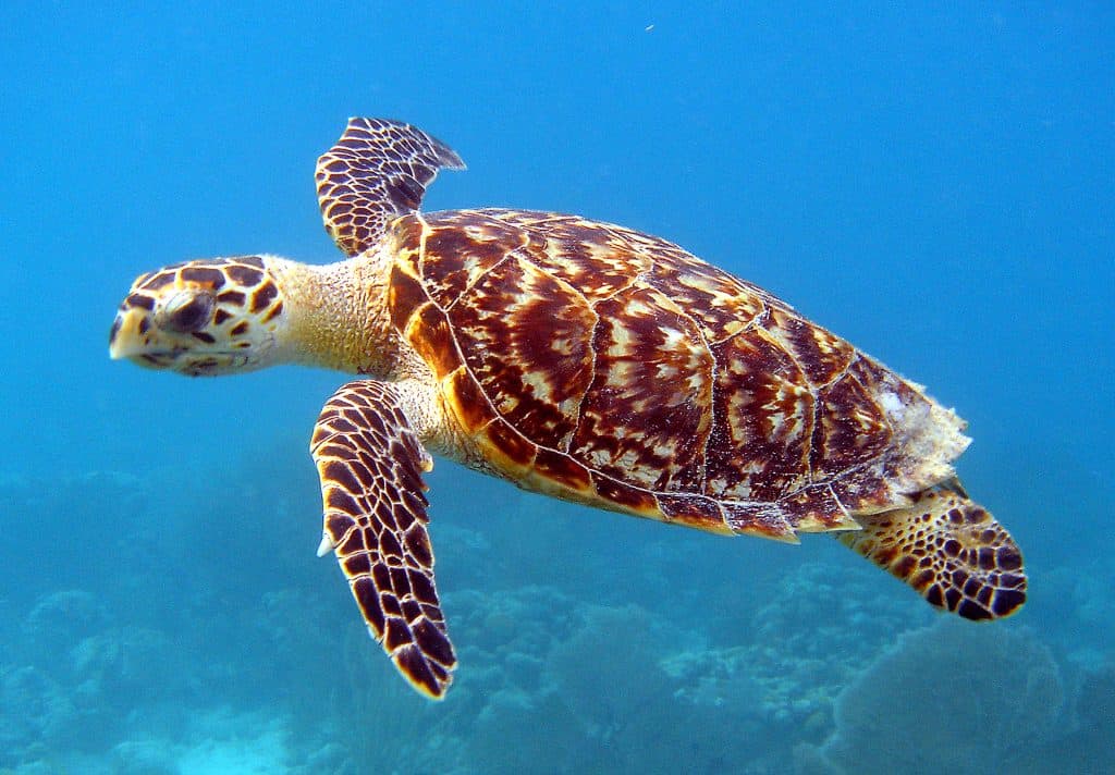 Scuba Dive in Pattaya