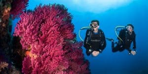 Things scuba divers need to know: watch your fins. Dive Station Pattaya Diving in Pattaya