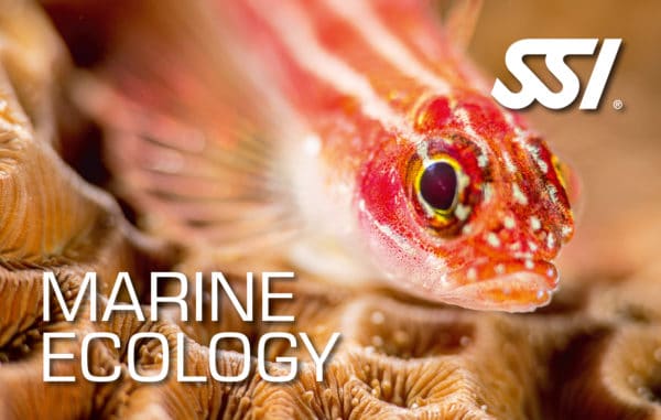 SSI Marine Ecology Course