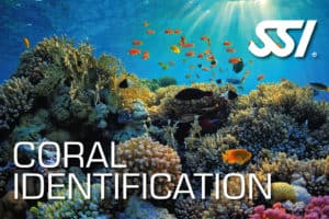 SSI Coral Identification