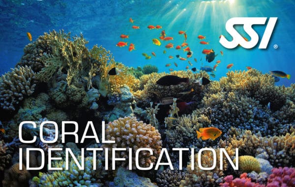 SSI Coral Identification