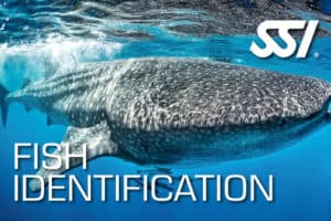 SSI Fish Identification Course