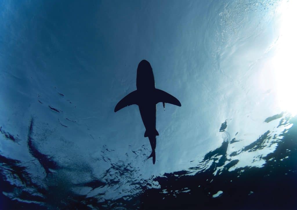 SSI Diving Courses in Pattaya Thailand SSI Shark Ecology